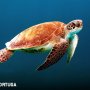 Imagen muestra de Mundo tortuga