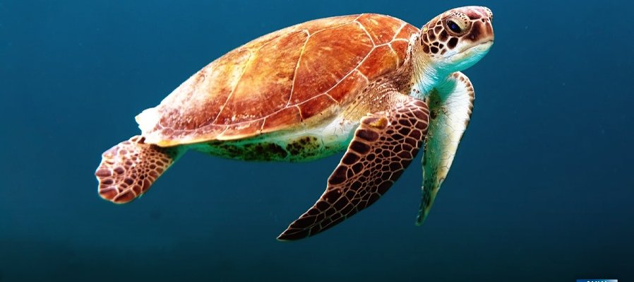 Mundo tortuga