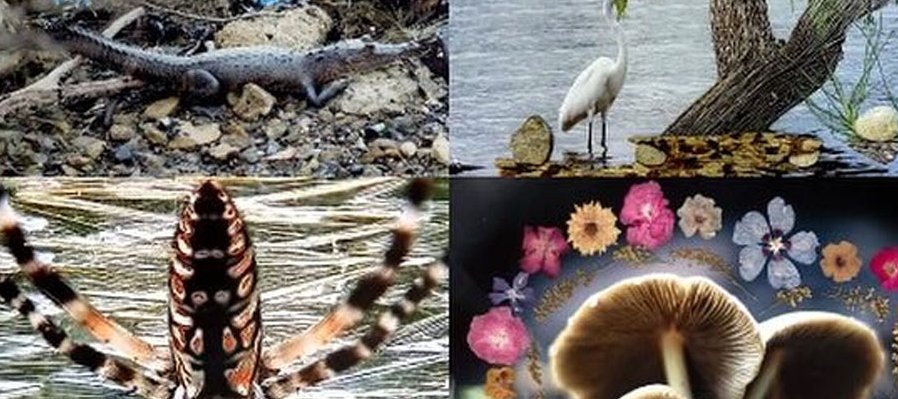 Naturaleza intervenida