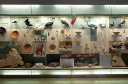 Imagen muestra de la actividad El Mayab Naturaleza y Cultura
