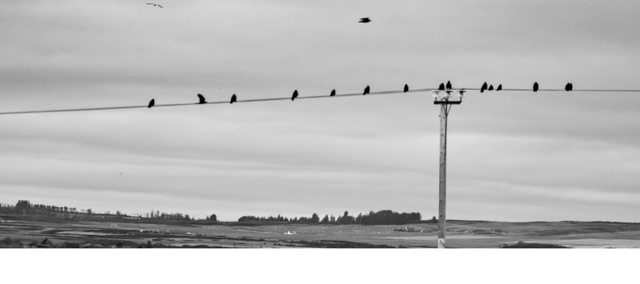 Radiodrama: Ninfosis