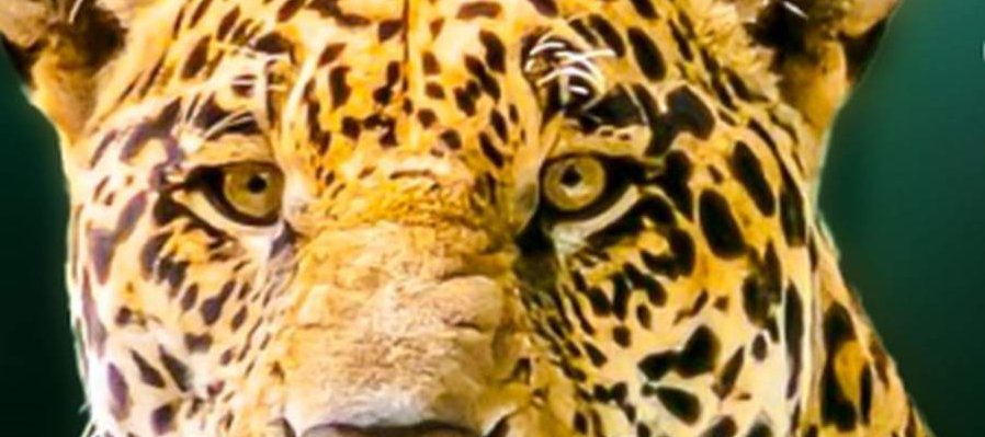 Bruno: Nuestro jaguar amarillo
