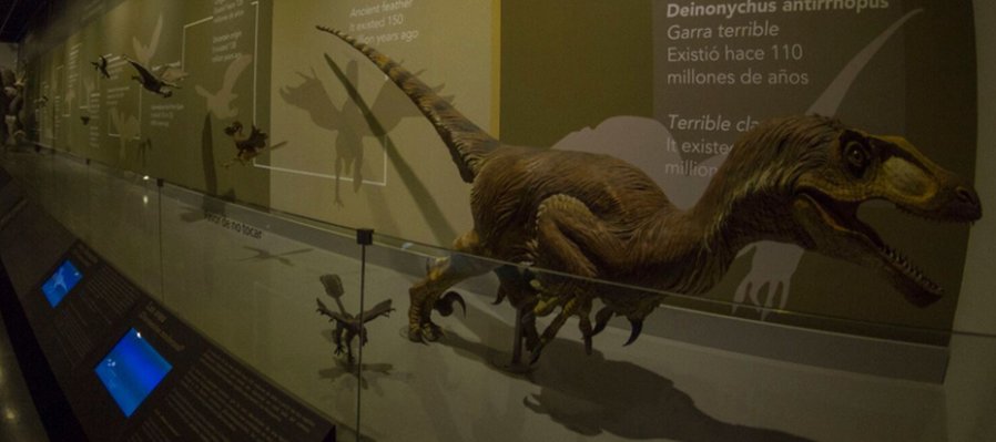 Origen del museo y las aves