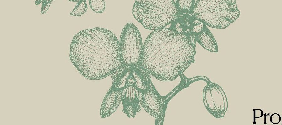 Orquídeas de primavera
