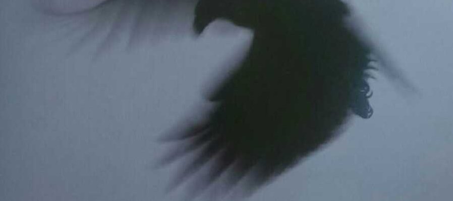 Los negros pájaros del adios