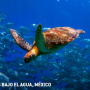 Imagen muestra de Paraísos bajo el agua