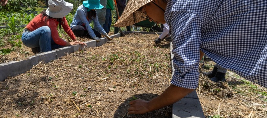 Milpa Escuela