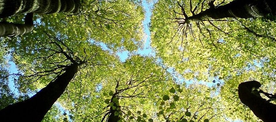 ¡Planta y adopta un árbol!