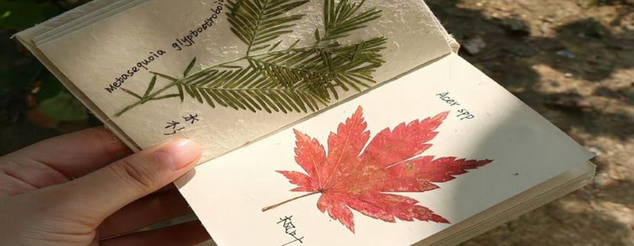 Plantas que dejan huella