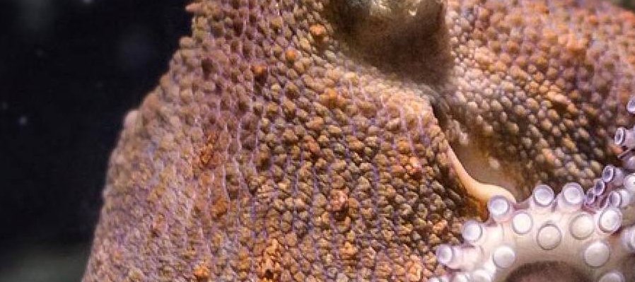 Cómo evitar ser el almuerzo