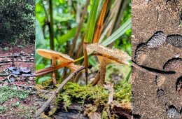 Imagen muestra de la actividad Memoria ecosistémica y materialidad
