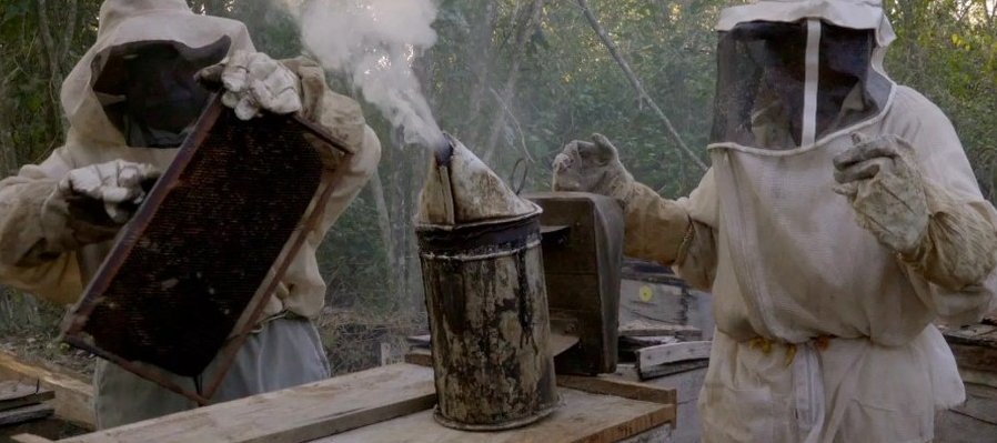 ¿Qué les pasó a las abejas?
