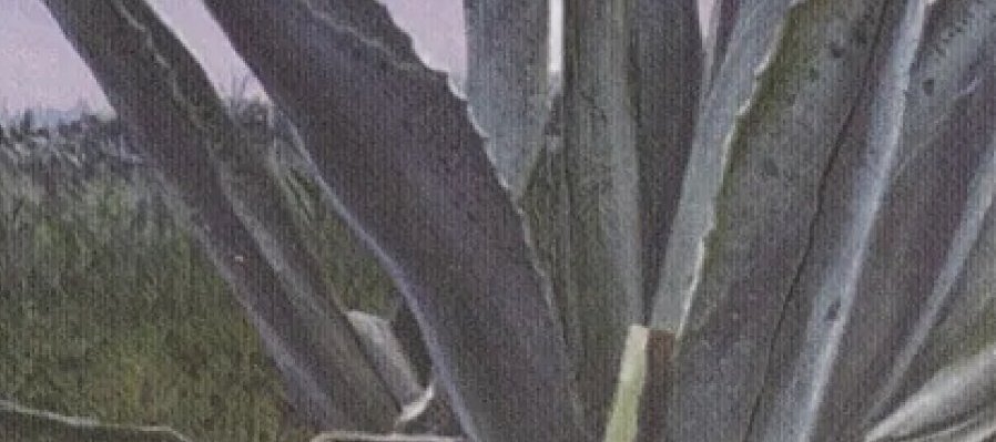 ¡Que viva el pulque!