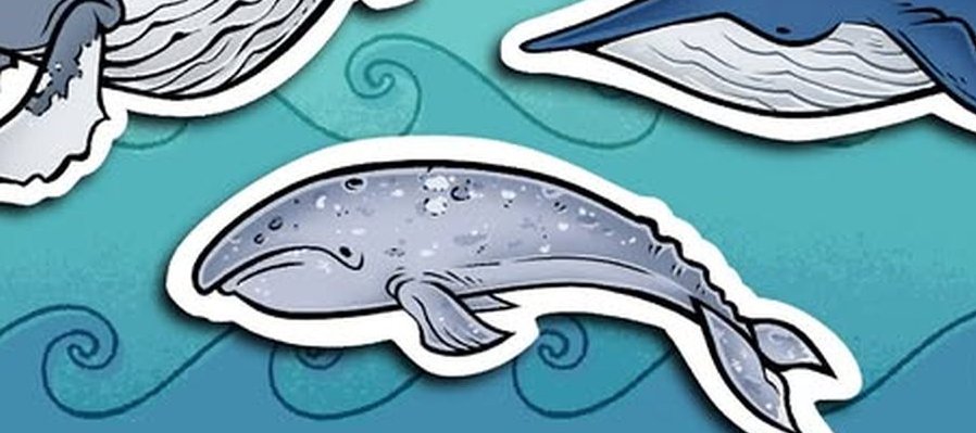 ¿Quiénes son las ballenas de mi mar?