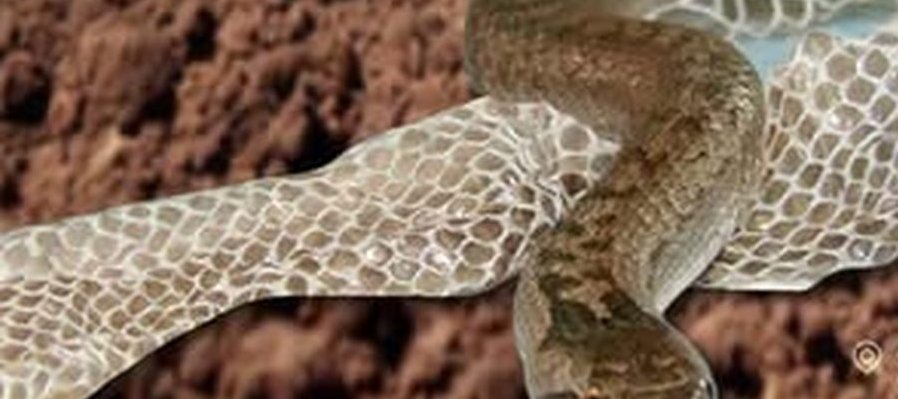 Rastreadores de mudas de reptiles