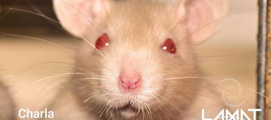 Las ratas en la ciencia