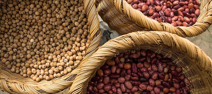 Semillas: recolección, conservación y reproducción