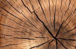 Imagen muestra de la actividad Bioeconomía forestal