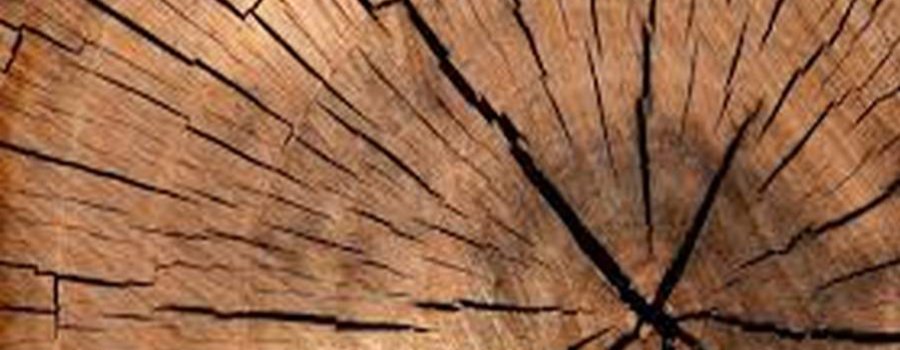 Bioeconomía forestal