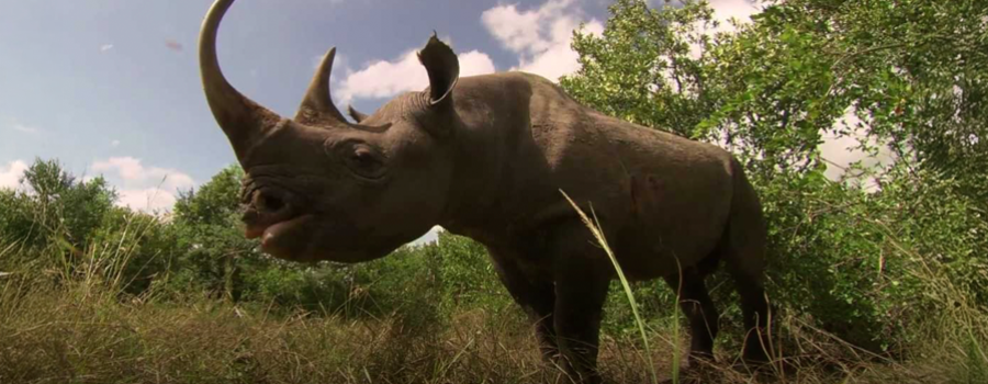 Rinocerontes, la maldición del cuerno mágico