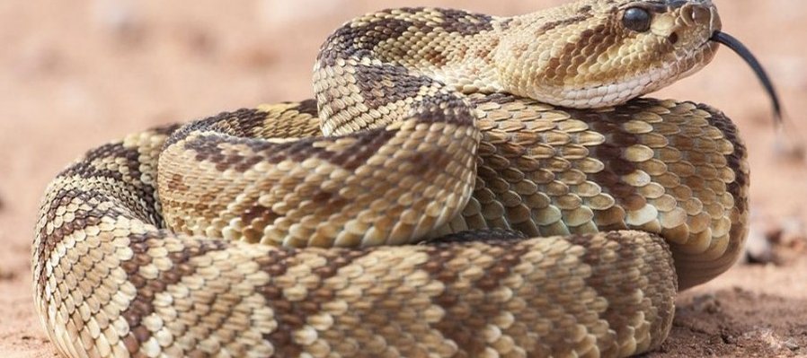 Serpientes venenosas y antivenenos en México