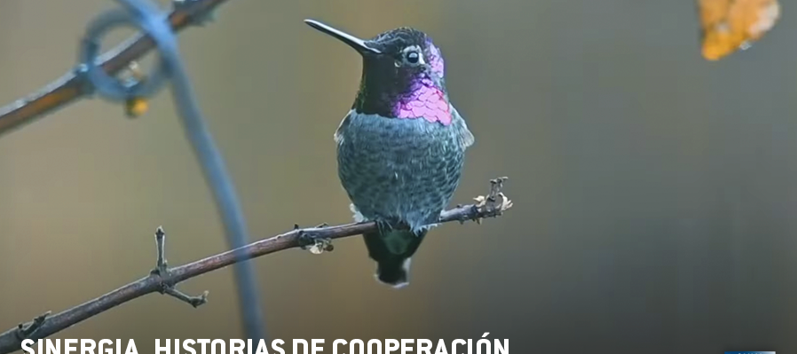 Sinergia, historias de Cooperación para el desarrollo sostenible