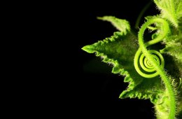 Imagen muestra de la actividad Accionales de flor y canto