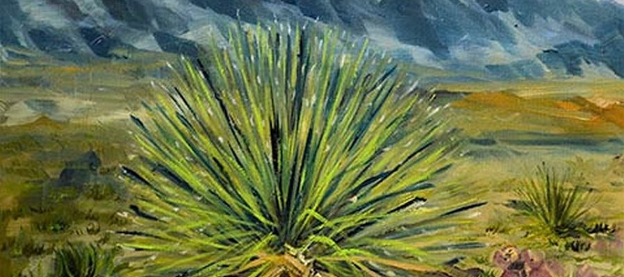 Sotol dasylirion