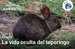Imagen muestra de la actividad La vida oculta del teporingo