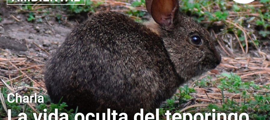 La vida oculta del teporingo