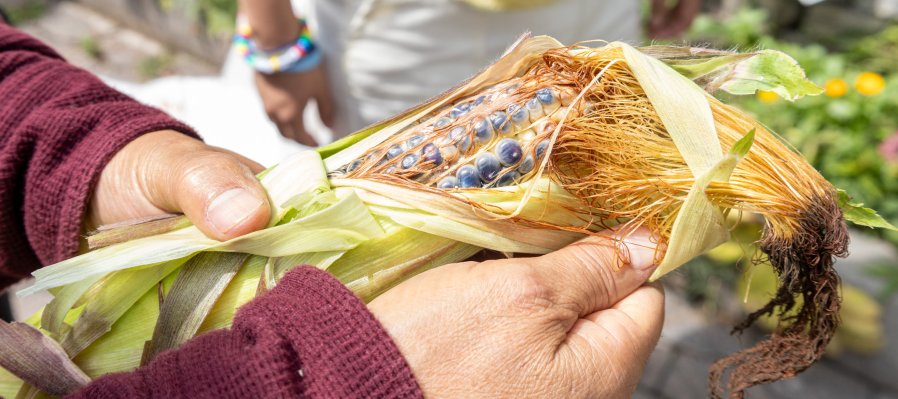 Día Nacional del Maíz.