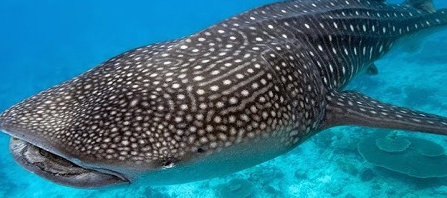 Tiburón ballena