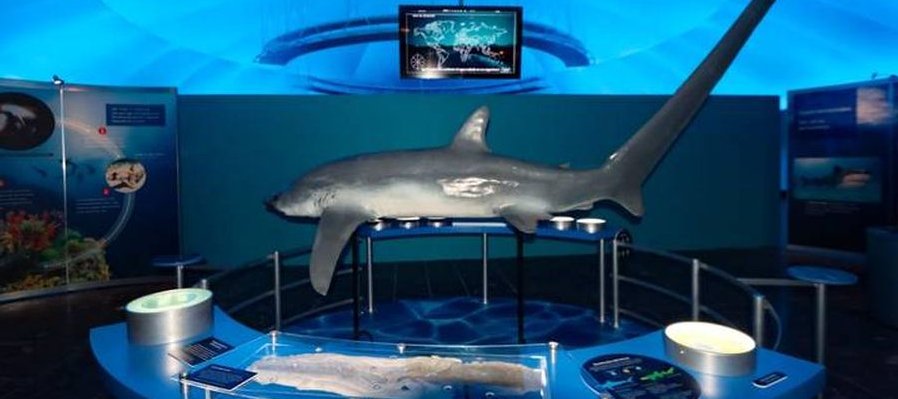 La Guía Máxima: Tiburones