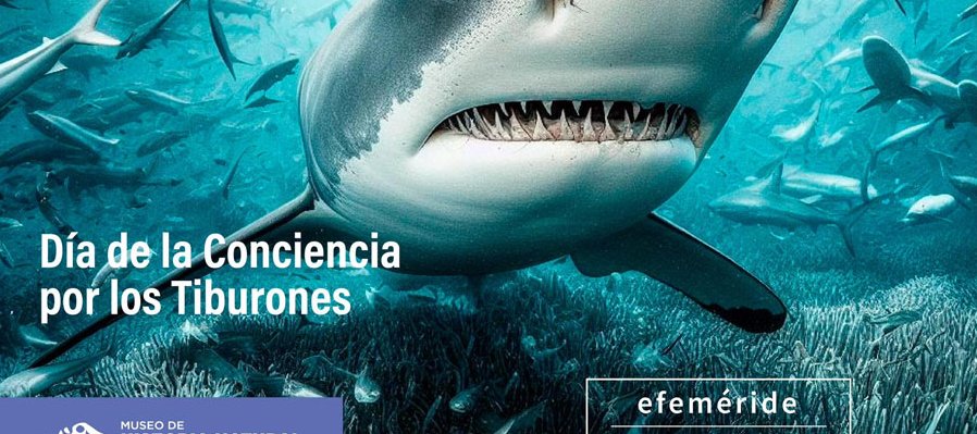 Día de la conciencia por los tiburones