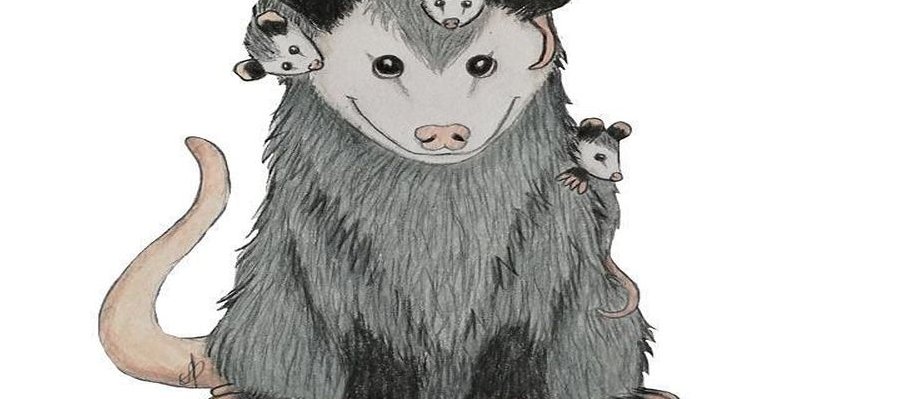 Tlacuaches y armadillos