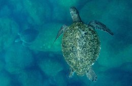 El llanto de las tortugas