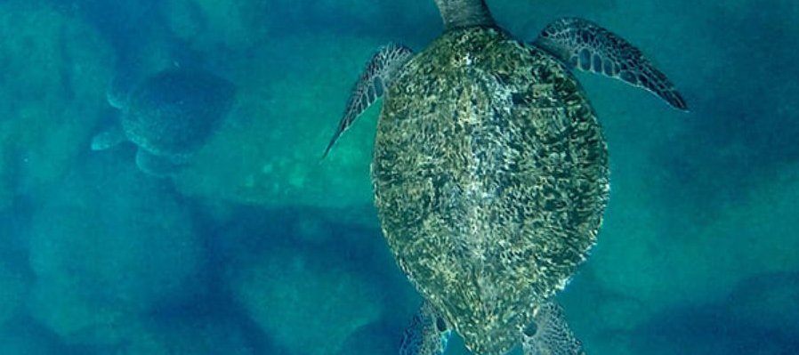 El llanto de las tortugas