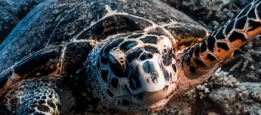 El viaje de la tortuga