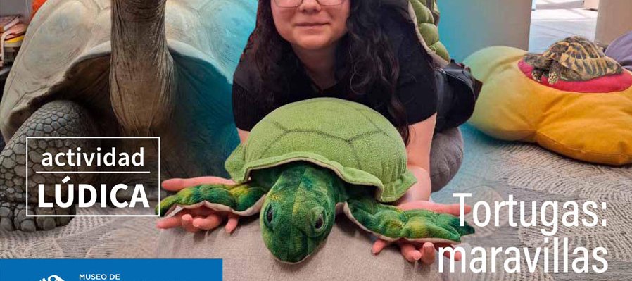 Tortugas: maravillas vivientes