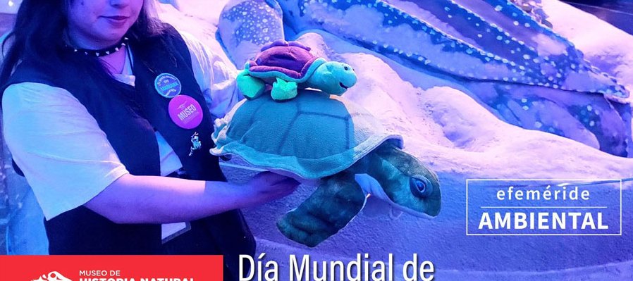 Día mundial de las tortugas