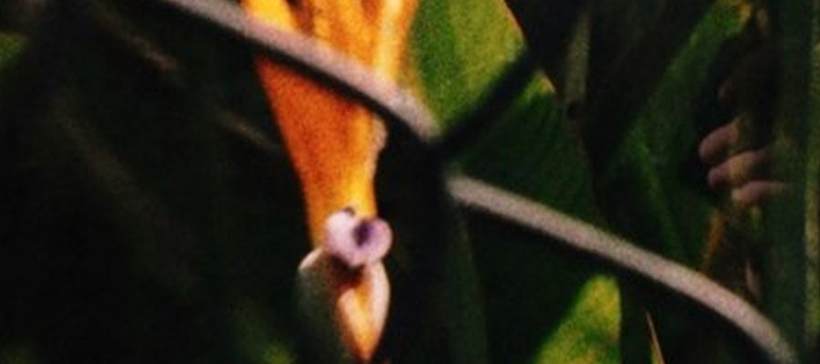 Competencia Umbrales 1