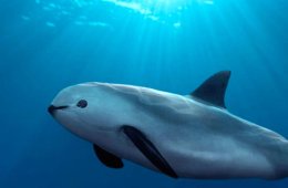 Imagen muestra de la actividad Día mundial de la Vaquita Marina