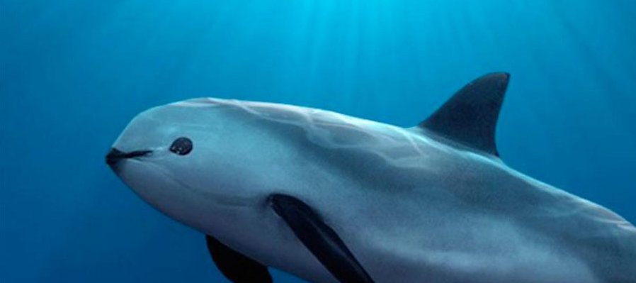Día mundial de la Vaquita Marina