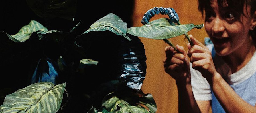 Vida y gloria de una oruga filósofa