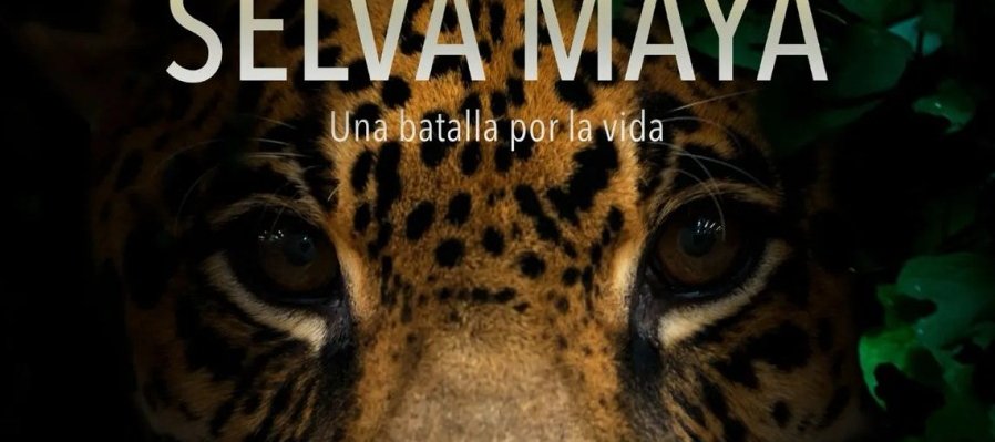 Voces de la selva maya