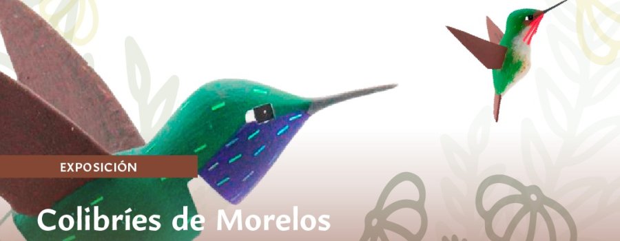 Colibríes de Morelos