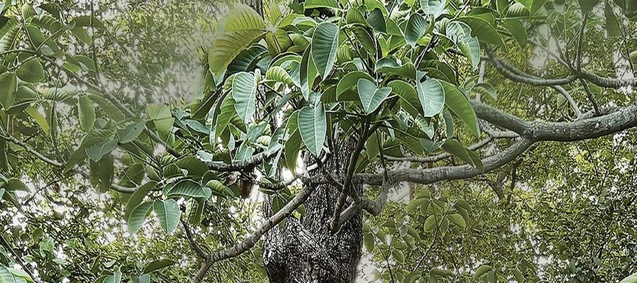 Xíitbal neek’: el lugar donde brotan las semillas