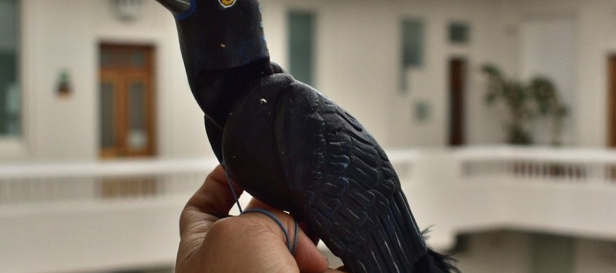 Zanate, ave mexicana