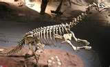 Imagen muestra del recinto Museo de Geología y Paleontología<br> Doctor Ángel Silva Bárcenas